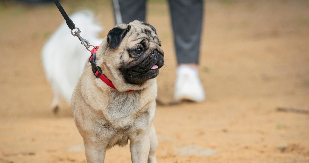 Leżała martwa kilka dni. Mopsy częściowo zjadły jej ciało