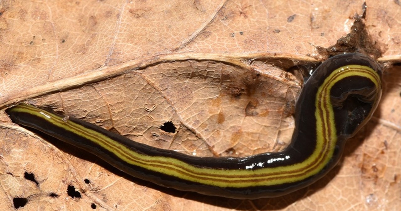Inwazja mięsożernych glist. Płazińce dotarły do Niemiec
