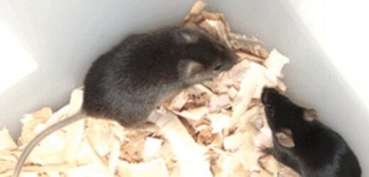 Chińscy naukowcy stworzyli pierwszą mysz od dwóch ojców, która dożyła dorosłości