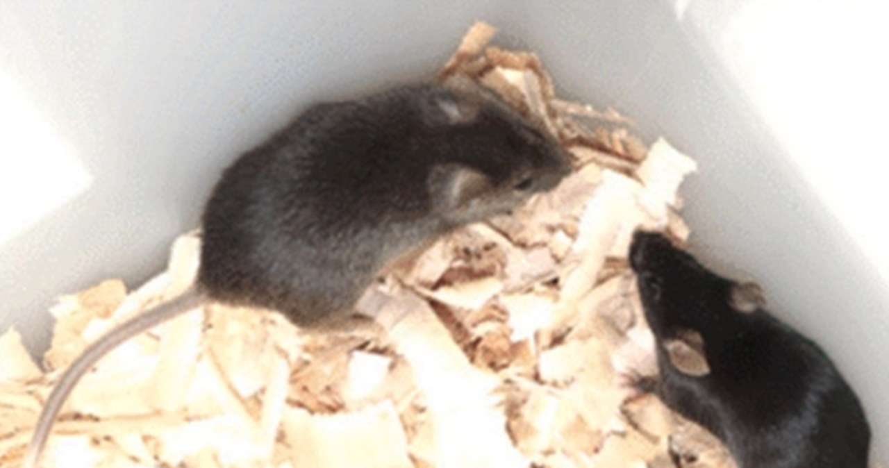 Chińscy naukowcy stworzyli pierwszą mysz od dwóch ojców, która dożyła dorosłości