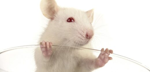 Pochodząca od dwóch ojców mysz osiągnęła dorosłość