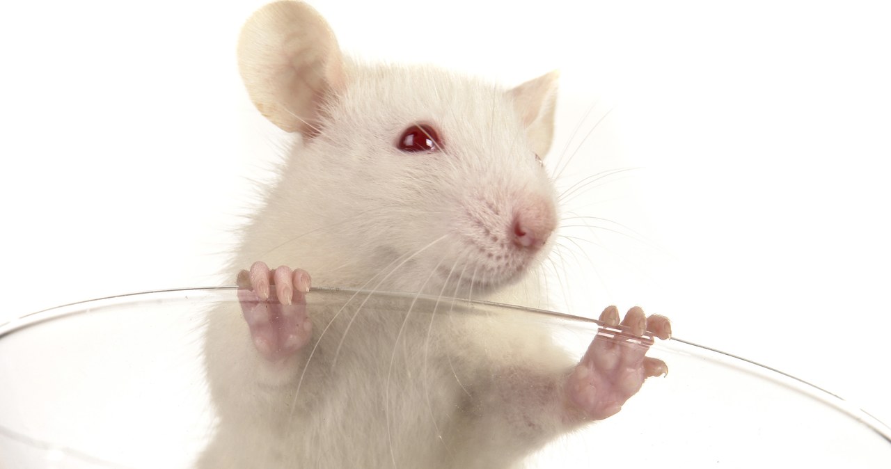 Pochodząca od dwóch ojców mysz osiągnęła dorosłość