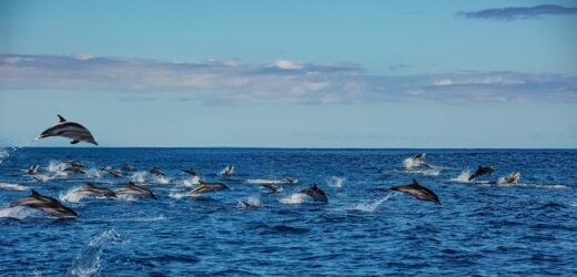 Ponad 1500 delfinów w jednym miejscu. Niezwykłe nagranie