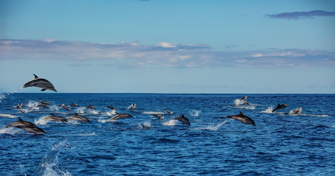 Ponad 1500 delfinów w jednym miejscu. Niezwykłe nagranie