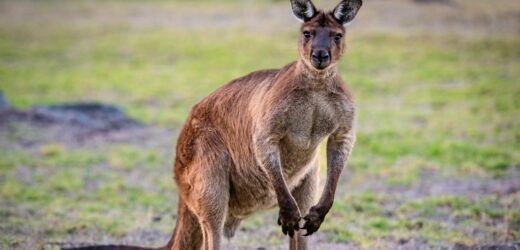 Ogromny kangur zaatakował człowieka. Pomoc przyszła w ostatniej chwili