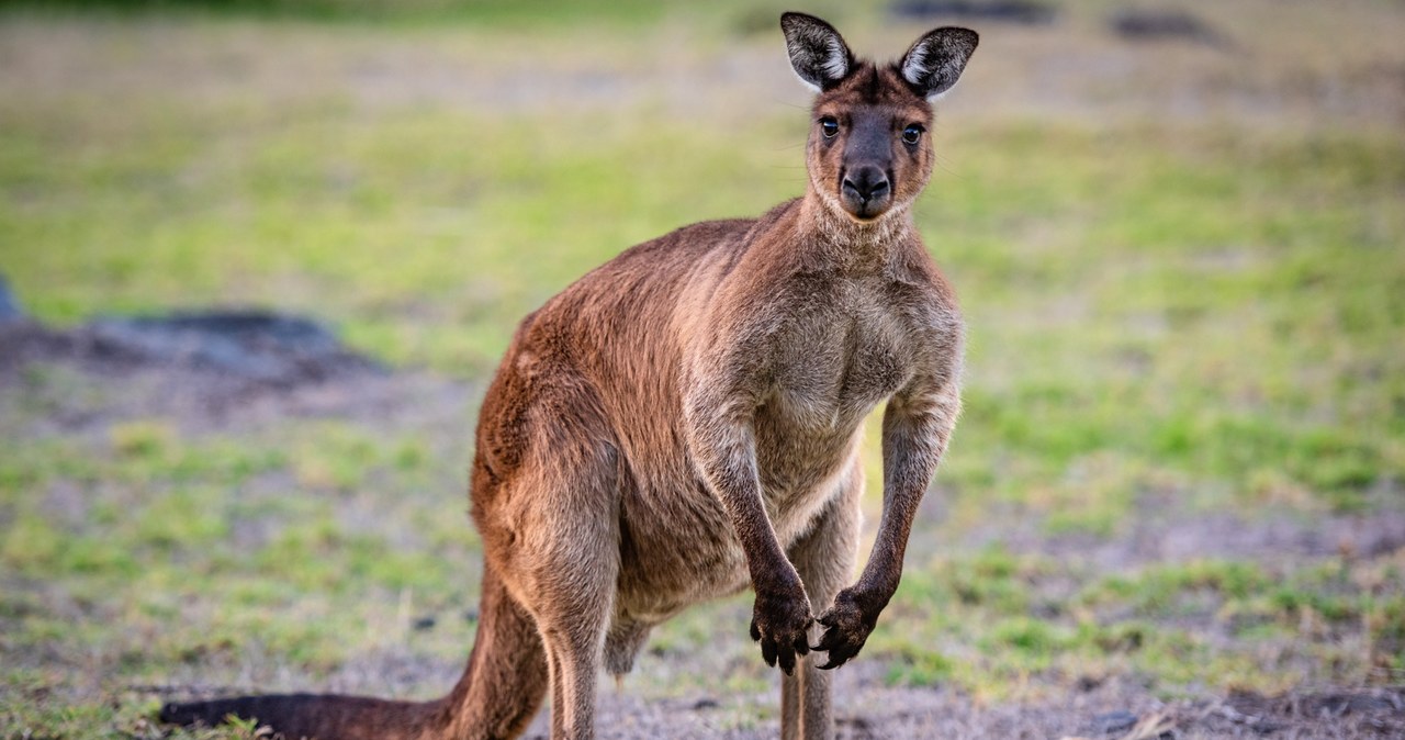 Ogromny kangur zaatakował człowieka. Pomoc przyszła w ostatniej chwili