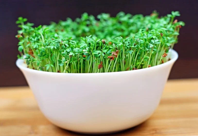 Zastosuj proste triki, a wyda obfite plony. Tak zadbasz o rzeżuchę w domu