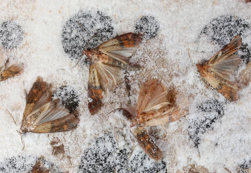 Naturalne patenty na mole spożywcze i odzieżowe. Tanie i skuteczne