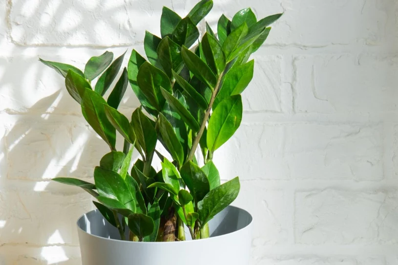 Zamiokulkas marnieje w oczach? Nawóz za grosze skutecznie go odżywi