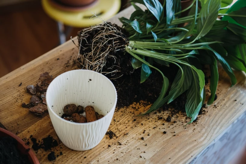 To najlepszy moment na przesadzenie skrzydłokwiatu. Będzie rósł jak szalony
