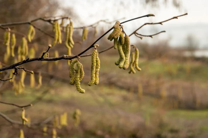 Leszczynowe bazie. Pomogą na ból gardła i bezsenność