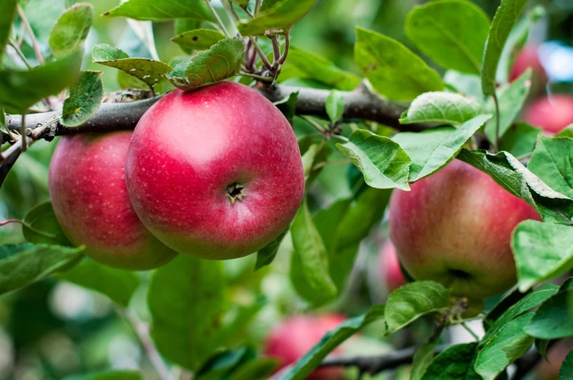 Jakie drzewa i krzewy owocowe przyciąć w lutym? W sezonie zbiory będą obfite