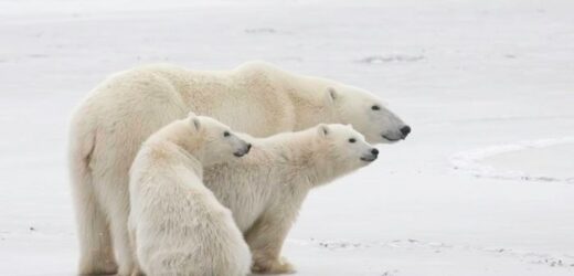Niedźwiedziom polarnym brakuje… energii. Ale korzystają na tym, że mają brudne futro