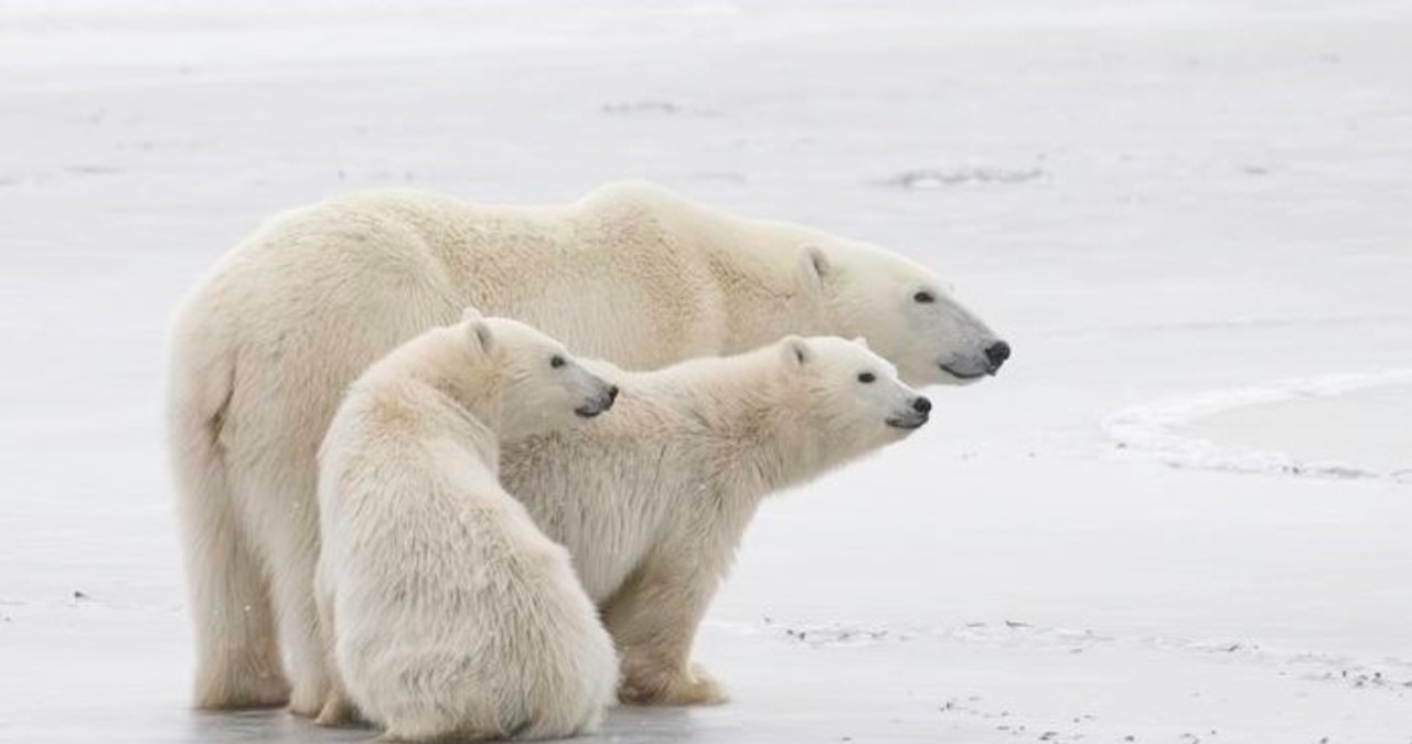 Niedźwiedziom polarnym brakuje… energii. Ale korzystają na tym, że mają brudne futro