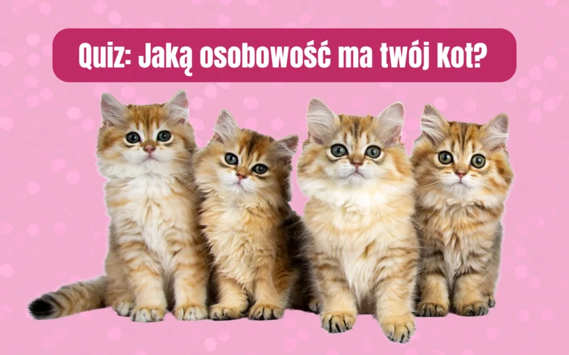 Quiz: Jaką duszę ma twój kot? 10 prostych pytań