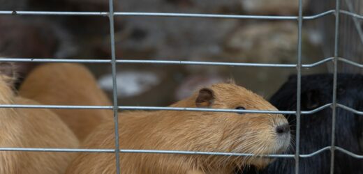 Kolejny kraj wprowadza zakaz hodowli futerkowej