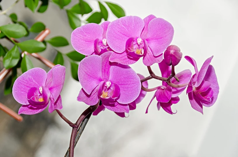 Postępuj w ten sposób z przekwitłym storczykiem. Znów obsypie się kwiatami