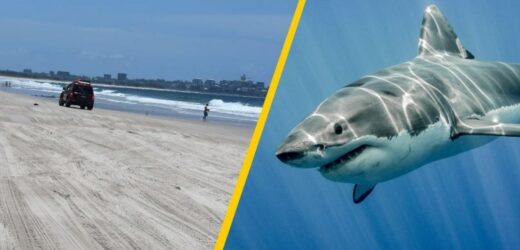 Atak rekina niedaleko brzegu. Zginęła nastolatka