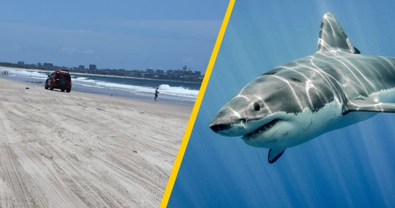 Atak rekina niedaleko brzegu. Zginęła nastolatka