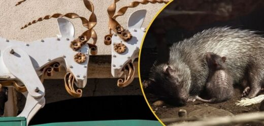 Niezwykłe narodziny poznańskim zoo. Można wybrać imię dla malucha