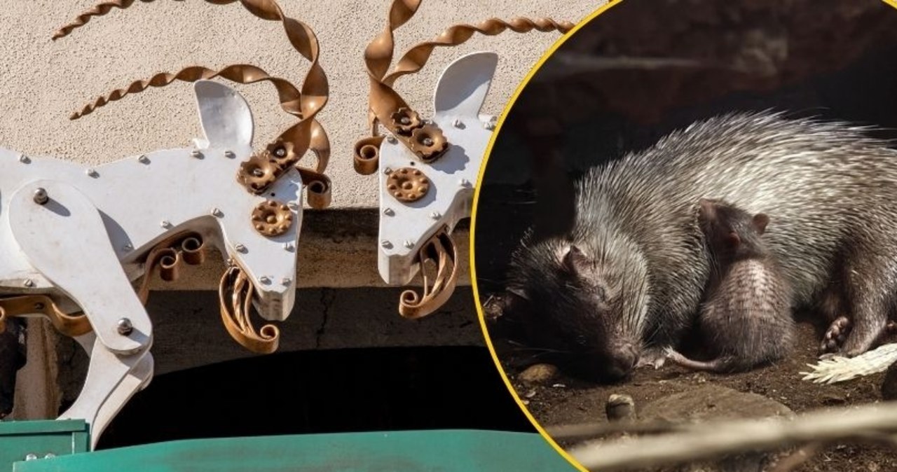 Niezwykłe narodziny poznańskim zoo. Można wybrać imię dla malucha