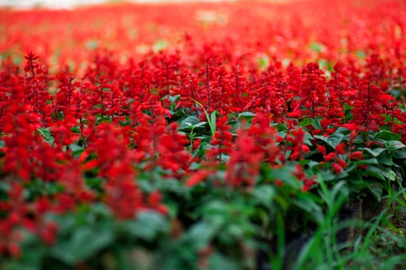Zasiej jeszcze w lutym. Latem jej kwiaty zaczarują ogród kolorami
