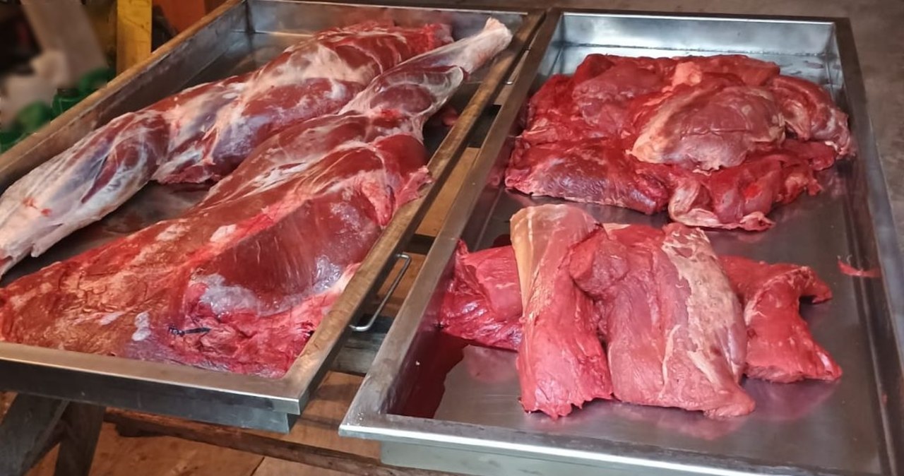 Ojciec i syn zatrzymani za kłusownictwo. Znaleziono u nich wydrę i łosia