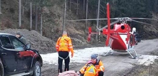 Atak niedźwiedzia na Słowacji. Apel służb