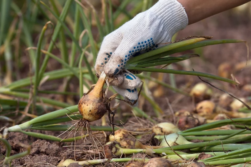 Tych warzyw i roślin nigdy nie sadź obok cebuli. Zmarnujesz tylko swoje plony
