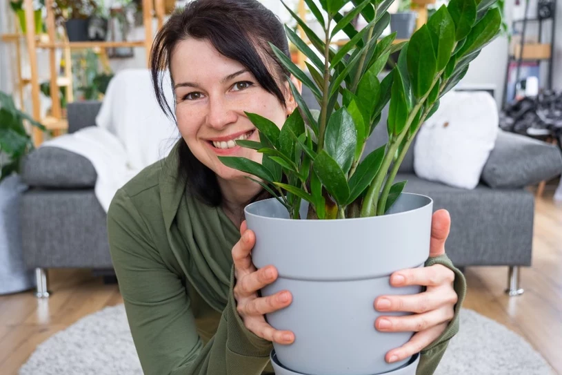 Puder, który kochają zamiokulkasy. Soczyście zielone liście to dopiero pierwszy efekt