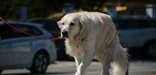Ktoś truje psy w Krakowie. Kilkanaście nie przeżyło