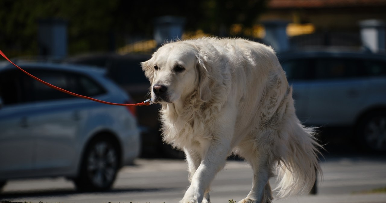 Ktoś truje psy w Krakowie. Kilkanaście nie przeżyło