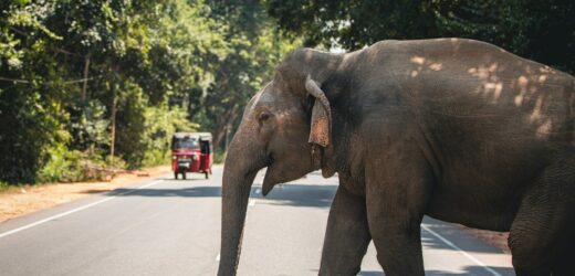 Słoń zabił kłem turystę w Indiach