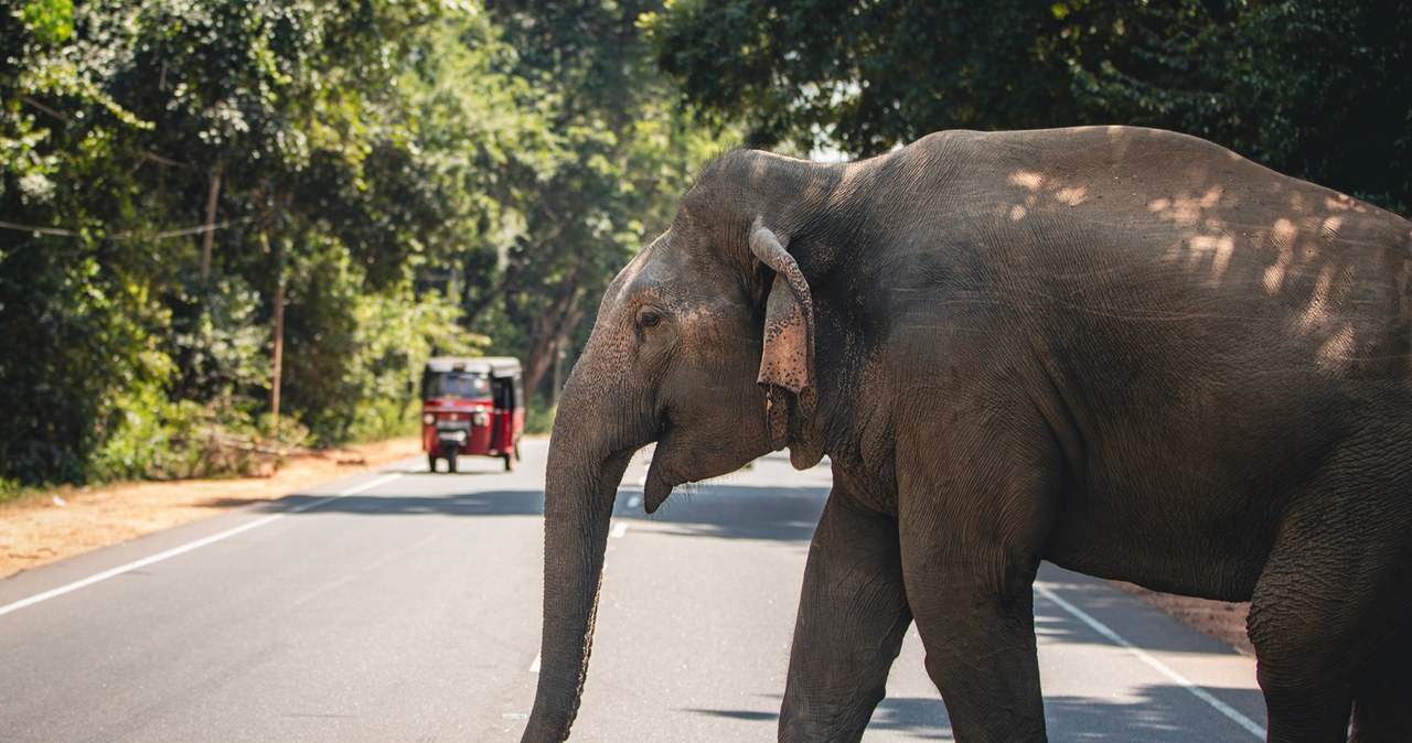 Słoń zabił kłem turystę w Indiach