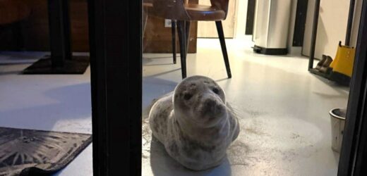 Otworzyła drzwi hotelowego pokoju i zamarła. Powitała ją… śpiąca foka