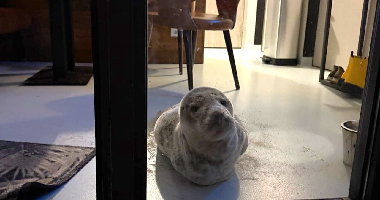 Otworzyła drzwi hotelowego pokoju i zamarła. Powitała ją… śpiąca foka