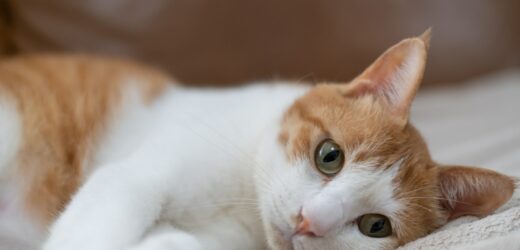 Wykonał kotu zabieg w miejskim szpitalu. Teraz czekają go konsekwencje