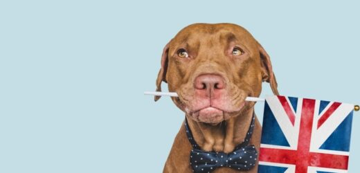 Sztuczne mięso w karmie dla psów