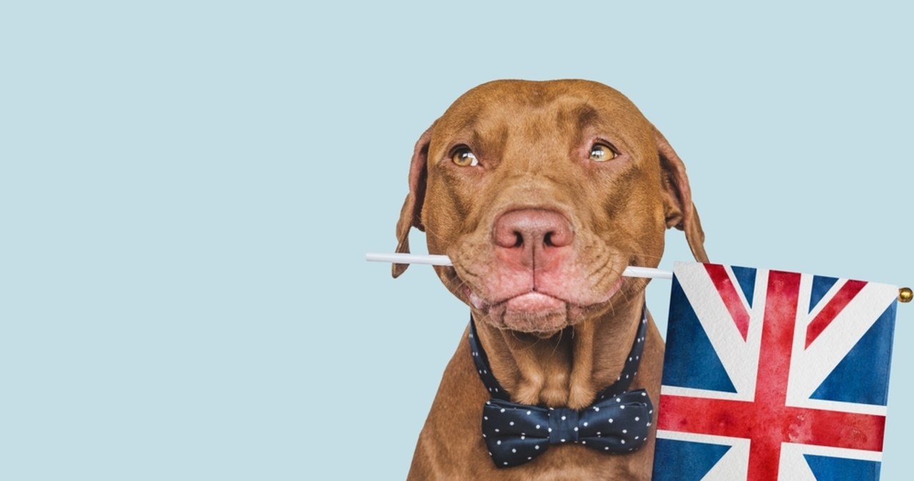 Sztuczne mięso w karmie dla psów