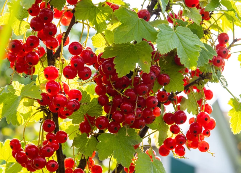 Nie pomiń tego terminu przycinania porzeczki. Latem ugnie się od owoców