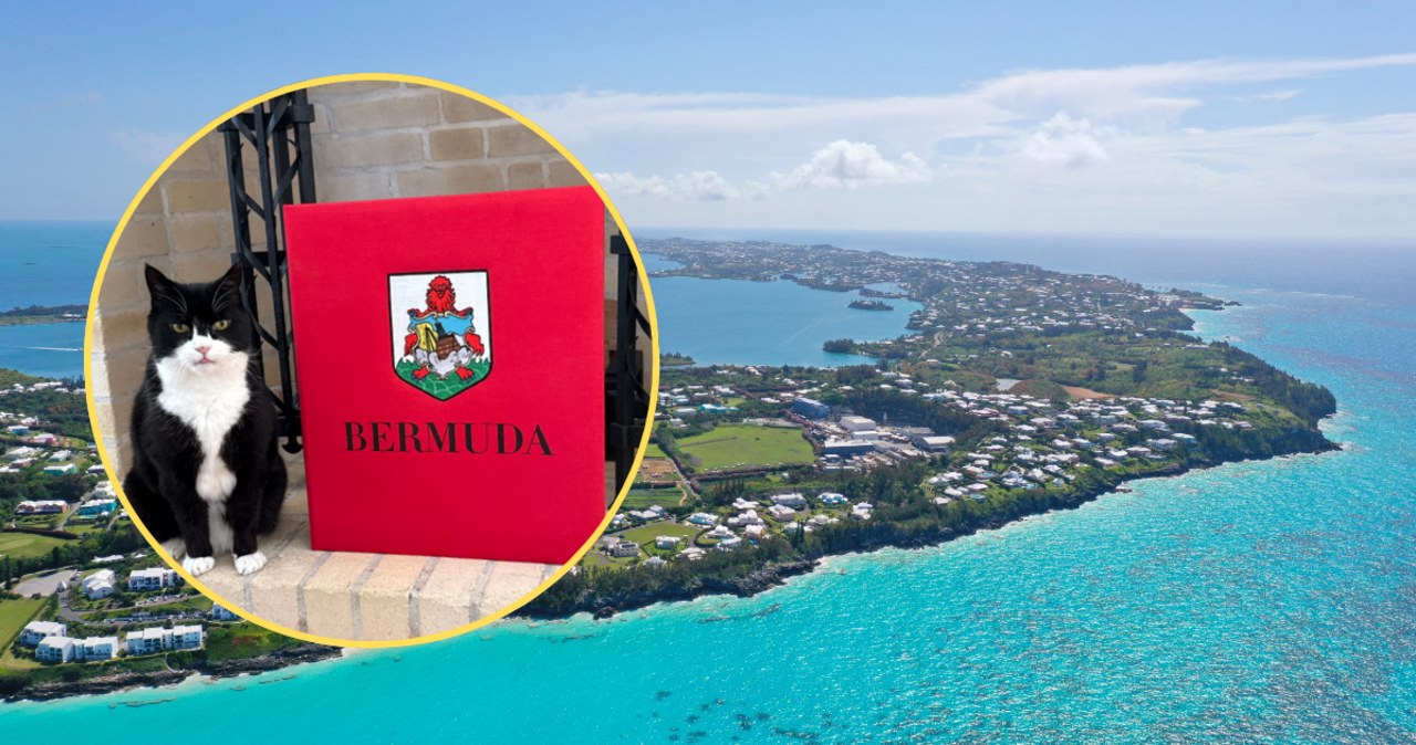 Pierwszy koci dyplomata na Bermudach. „Główny myszliwy” odwołany z emerytury