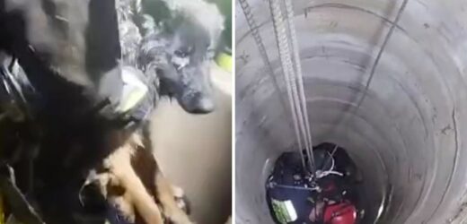 Pies wpadł do 15-metrowej studni. Strażacy ruszyli na pomoc [FILM]