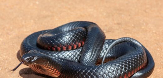 102 jadowite węże na posesji. „Koszmar”, „nigdy nie wyjdę z domu”