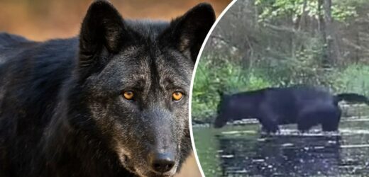 Unikat w skali Europy. Czarne wilki w świętokrzyskich lasach [WIDEO]