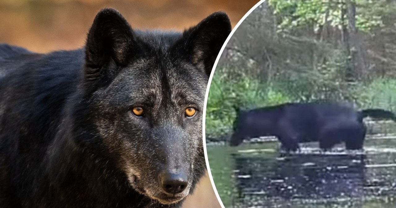 Unikat w skali Europy. Czarne wilki w świętokrzyskich lasach [WIDEO]
