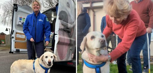 Daisy po 7 latach od kradzieży wróciła do domu. „Trzymaliśmy jej zdjęcie na kominku”