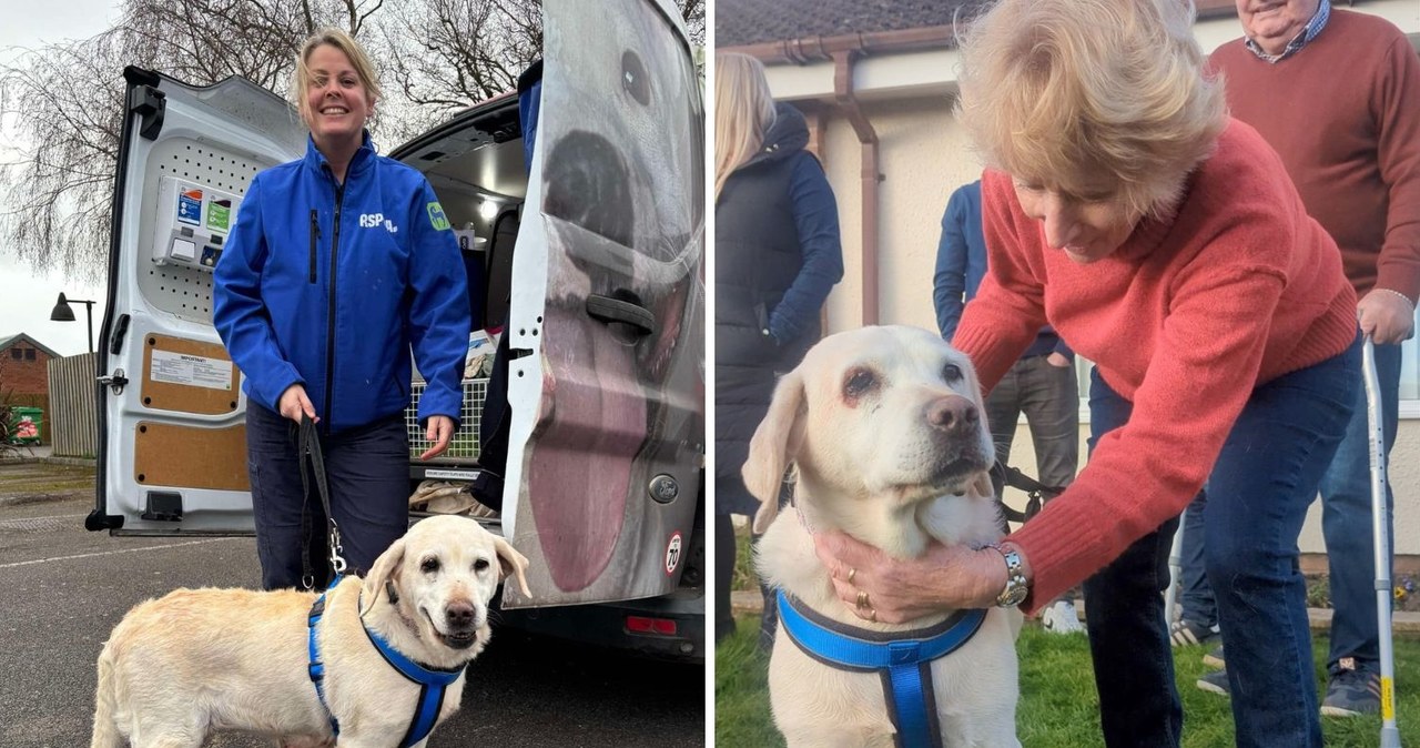 Daisy po 7 latach od kradzieży wróciła do domu. „Trzymaliśmy jej zdjęcie na kominku”