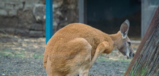 Zagadkowa śmierć kangurów w opolskim zoo