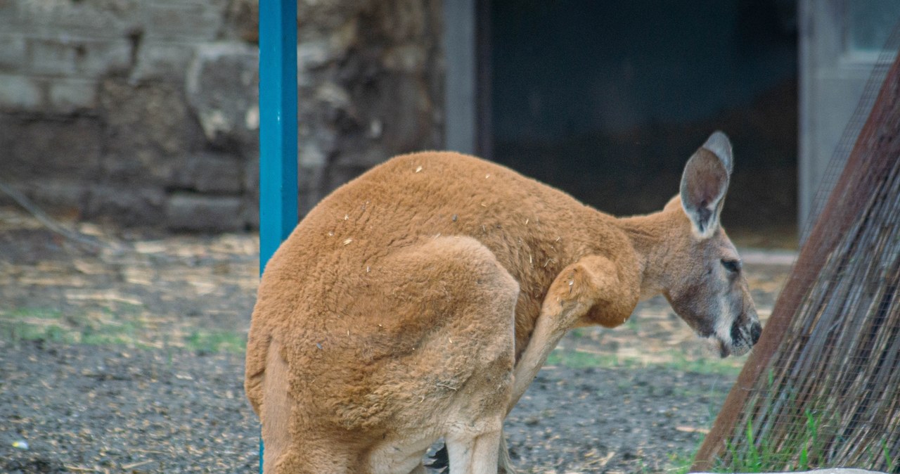 Zagadkowa śmierć kangurów w opolskim zoo