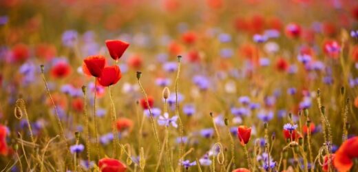 Wiosenna prognoza pogody. Może być cieplej niż zwykle